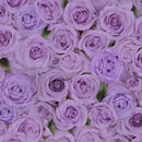 Love Letter FLEUR-CD2370-PURPLE