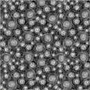 Pen & Petal-Roses Black 54966-2