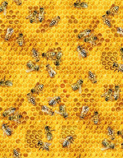 Bees & Flowers-Honeycomb 510-HONEY