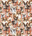 Chihuahua 3-Peach DX-4819-3C