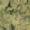 Glorious Greens-Cactus CACTUS