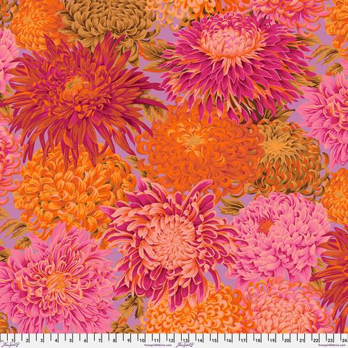 Japanese Chrysanthemum PWPJ041.PINKX