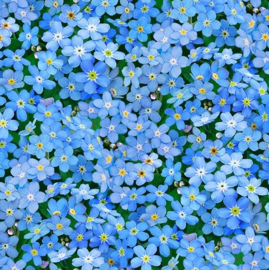 Landscape Medley-Forget Me Nots Blue 542-BLUE