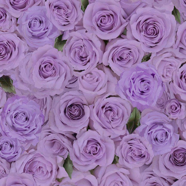 Love Letter FLEUR-CD2370-PURPLE