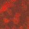 Mixed Metallics-Cranberry SRKDM-23068-113