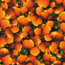 Moon Spell-Pumpkin APYD-23694-148