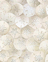 Packed Sand Dollars On Beach-Sand BEACH-CD8461-SAND
