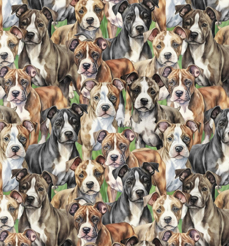 Pit Bulls 1-Multi DX-4802-3C
