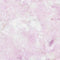 Precious Pinks-Tea Rose TEAROSE
