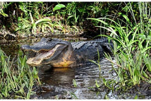 Call Of The Wild-29" Alligator Panel Green V5334-8