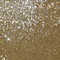 Sequin Embroidered Tulle QUINCY-Gold